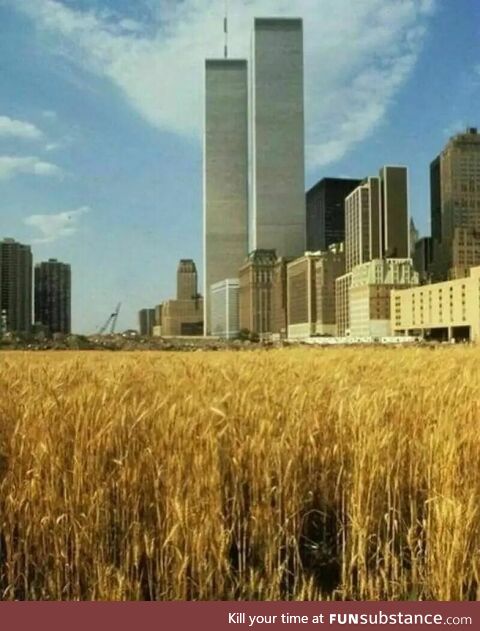 Wheat field in Manhattan