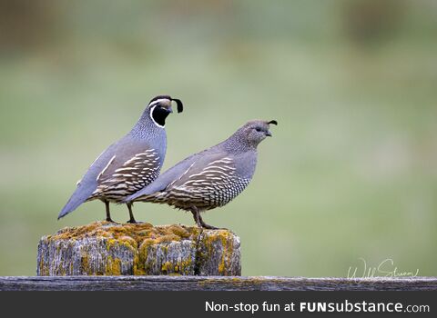 A pair of California Quail hanging out on an old fence