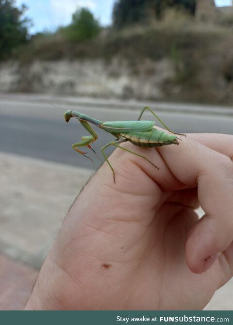 [OC] *Iris Oratoria* a mantis only found in the Mediterrean coastline of Spain and Italy