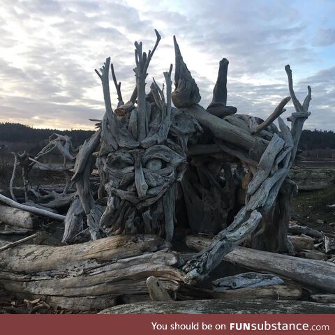 Driftwood art found at a local beach near my house