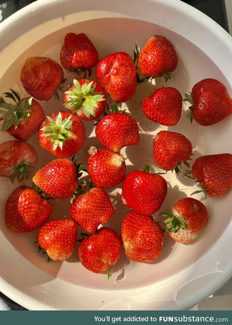 [OC] Chiang Mai strawberries