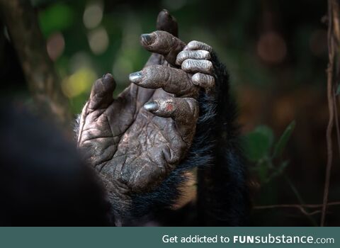 The hands of a mother and infant gorilla, seen in Bwindi Forest, Uganda