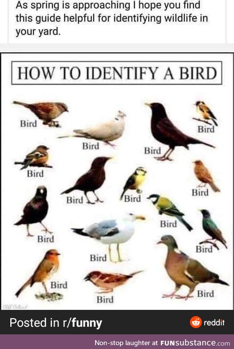 A-well, a bird, bird, bird, well-a bird is the word