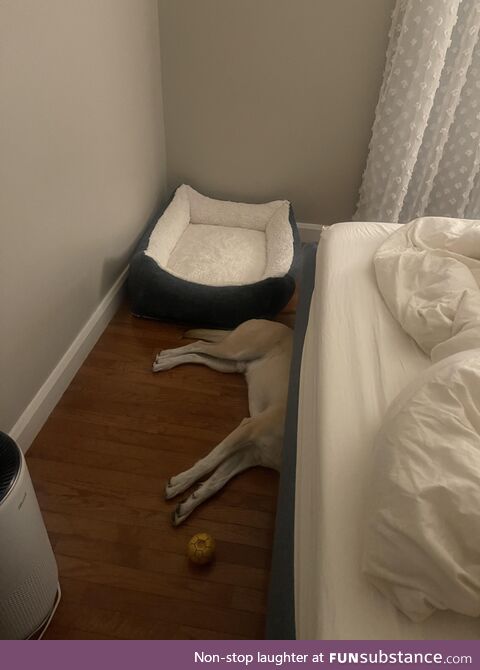 Got our dog a new bed today. Here’s how it’s going