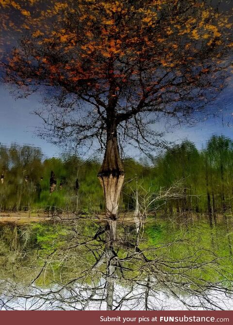 This photo I took is upside down. The leaves are actually under water