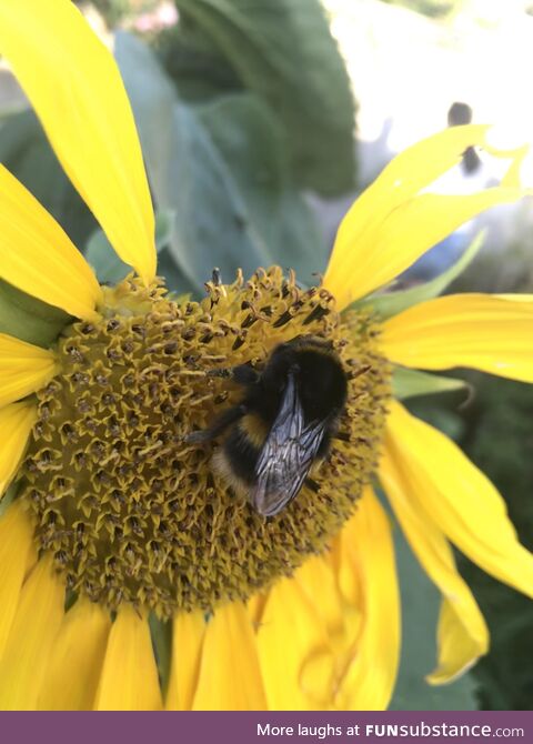 [OC] One of our neighbourhood pollinators!