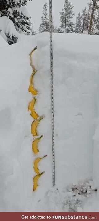 51 inches of snow accumulation today in Gilpin County, CO.  Bananas for scale