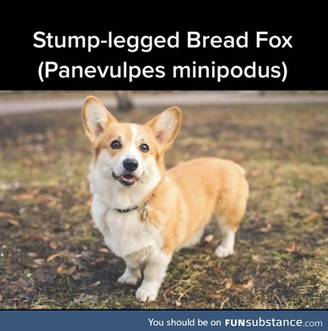 I now will only call Corgis a Stump Leg Breadfox