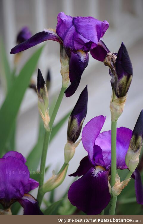 [OC] purple flowers