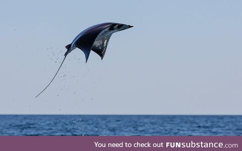 Munk's Devil Ray can jump out of the water, photo taken in Baja California Sur, Mexico