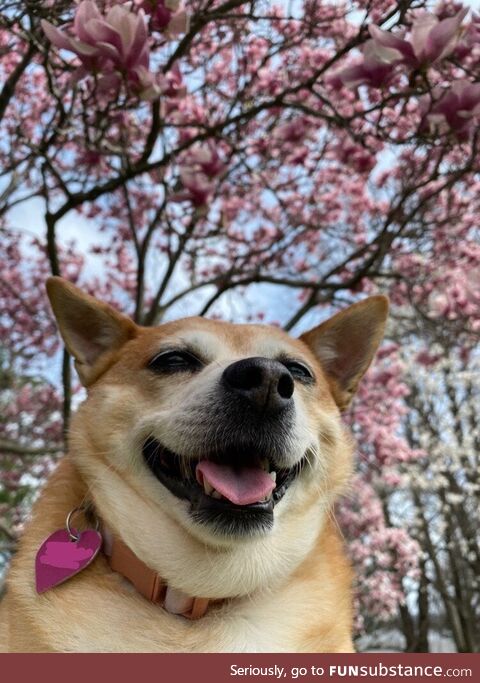 [OC] our dog enjoying the cherry blossoms