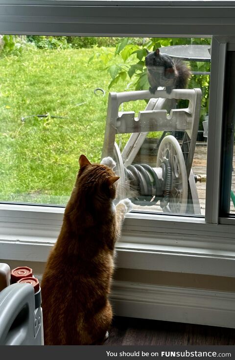 This squirrel likes to terrorize my cat every day