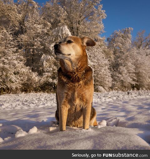 My dog on a snowy morning