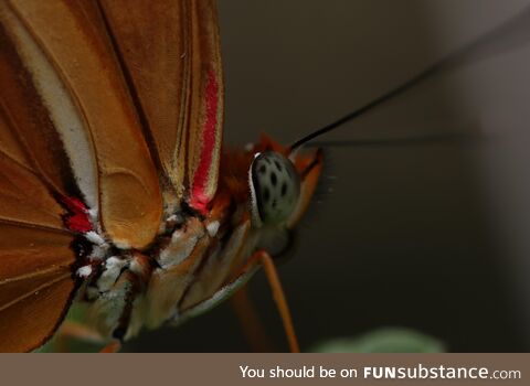 The eye of a butterfly