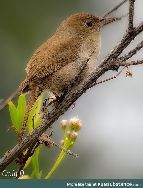 House Wren [oc]