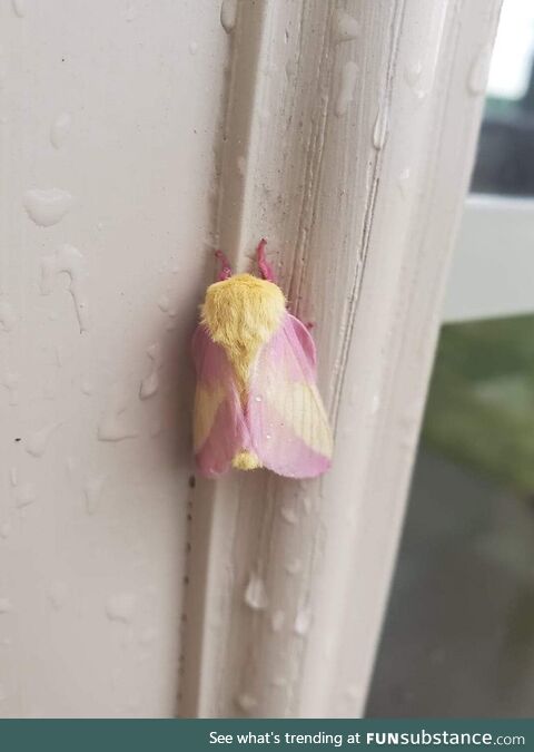 This is a maple moth. Its pretty