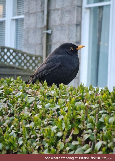 A very well behaved British Blackbird
