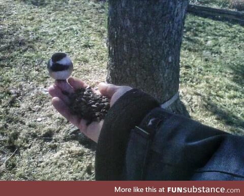 Feeding the chickadees