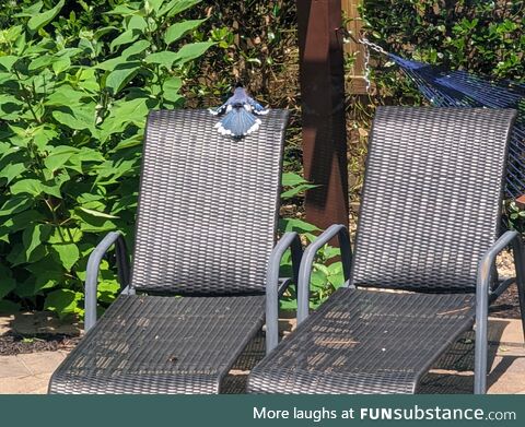 Bluejay laying out beside pool, trying to get a tan