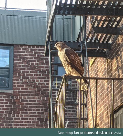 Stopped in my tracks when I saw this majestic bird posted up on the fire escape (East