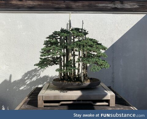 Bonsai's are awesome - National Arboretum
