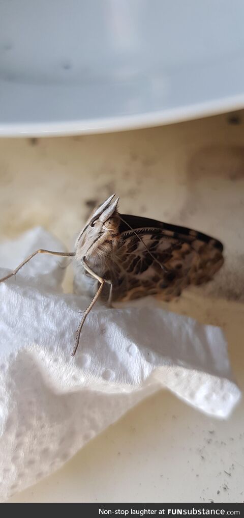 I got some catapillars on amazon a few months back, first butterfly has emerged