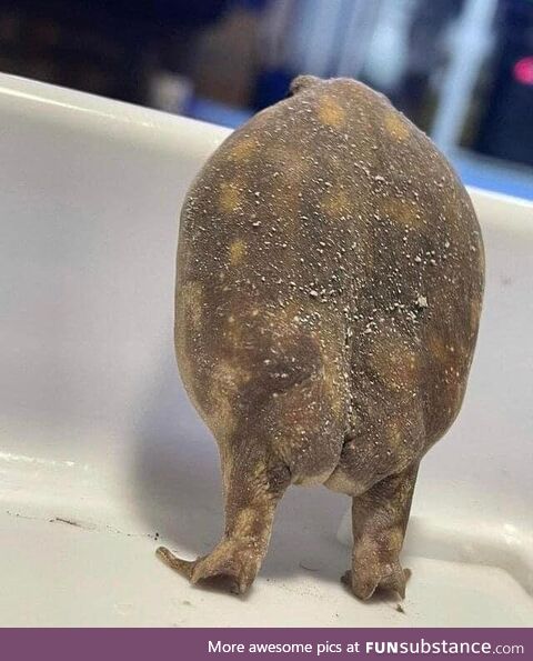 Toad ass