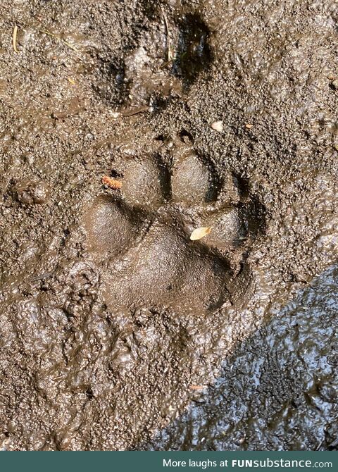 [OC] I took a pic of a paw print. I see it raised. My wife sees it imprinted