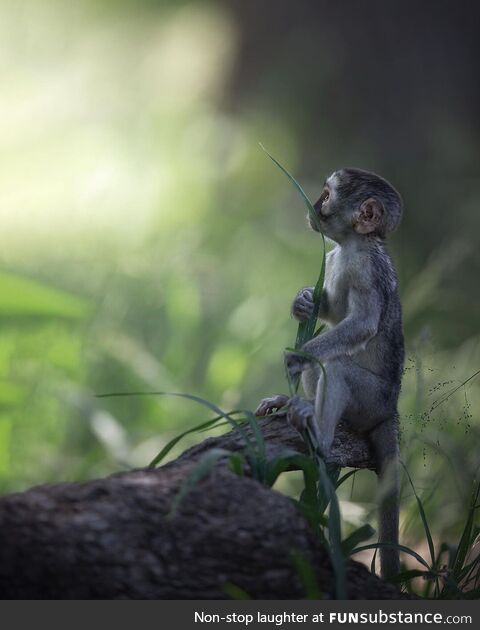 An Infant is holding grass