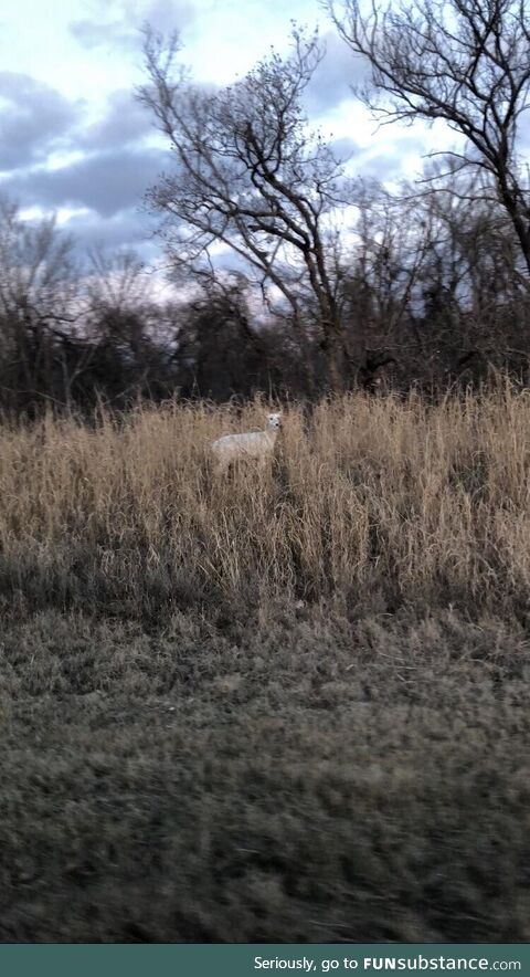 An albino deer I saw