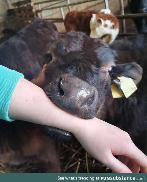 [OC] This bull calf likes to bite my arms