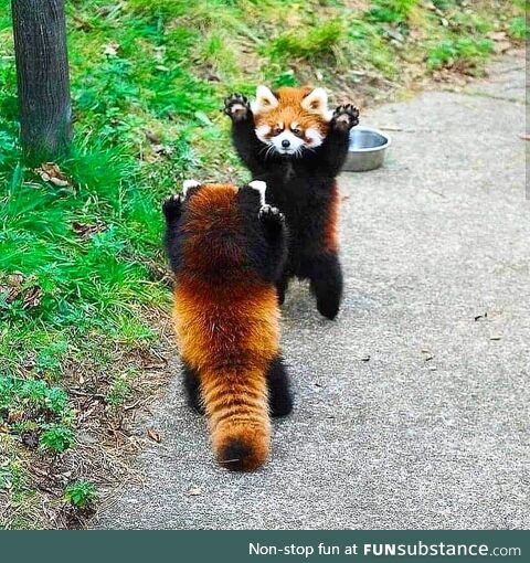 Red pandas standing up and using their limbs to scare each other. ????