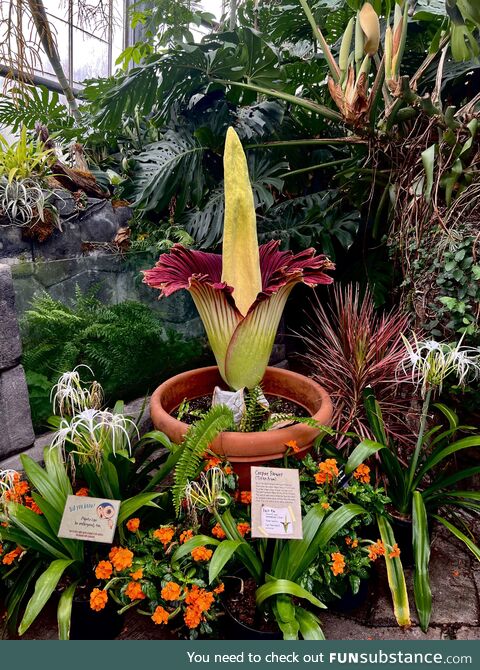 [OC] The incredibly rare Corpse Flower bloomed at the Cincinnati Zoo yesterday