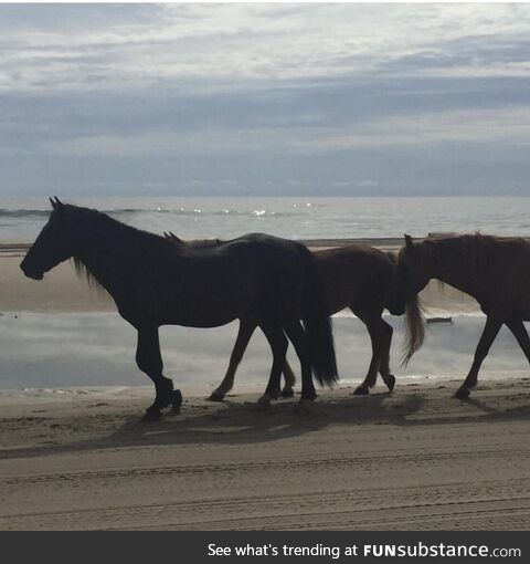 Wild horses in the Outer Banks