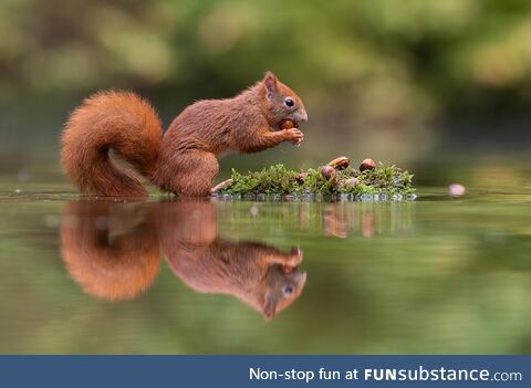 Squirrel eating some nuts. [Credit: d*ck Van Duijn- Link in comments]