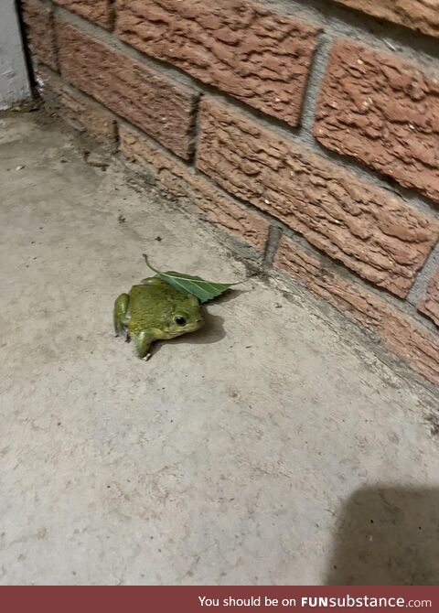 Froggo Has Leaf for You