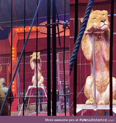 A lion falls asleep during a circus show, due to not having enough rest