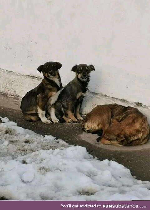 Homeless dogs after earthquake in Turkey. Sad