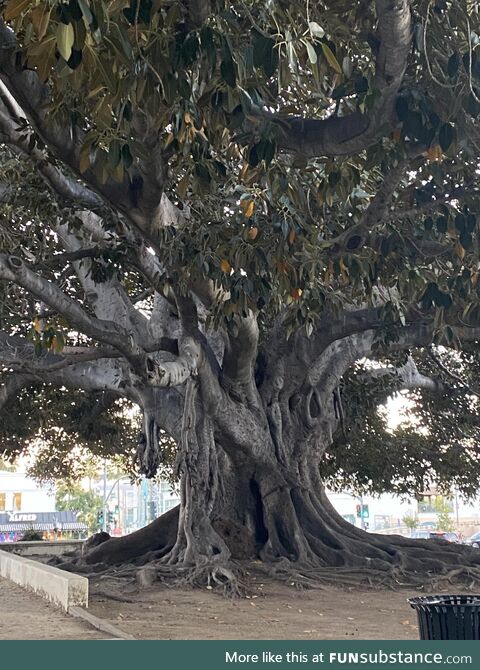 The massive 100 year old Morton Bay Fig tree at Beverly Park (OC)