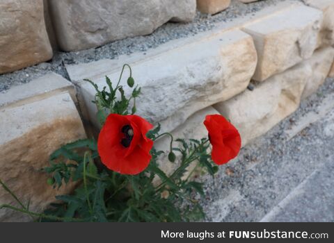 [OC] Illegal to grow in Canada. Growing on the street here in South Korea. The poppy