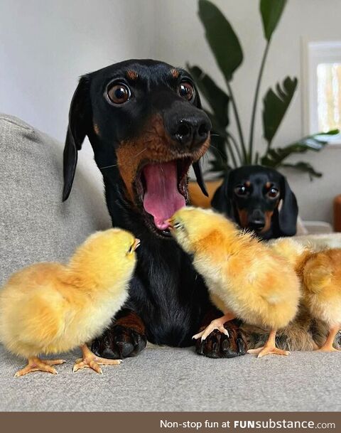 This poor Dachshund having his tongue bitten by a young chick!