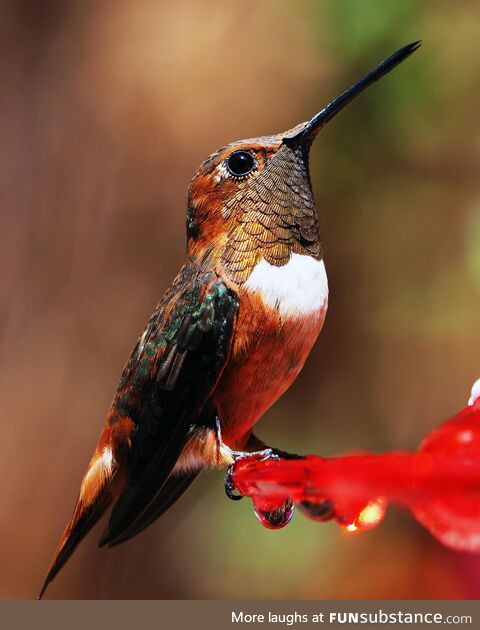 [OC] Super detailed photo of a tiny hummingbird. Zoom in