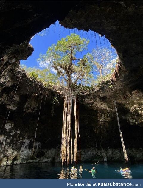 Picture I took at a cenote near Mérida, Yucatán, México