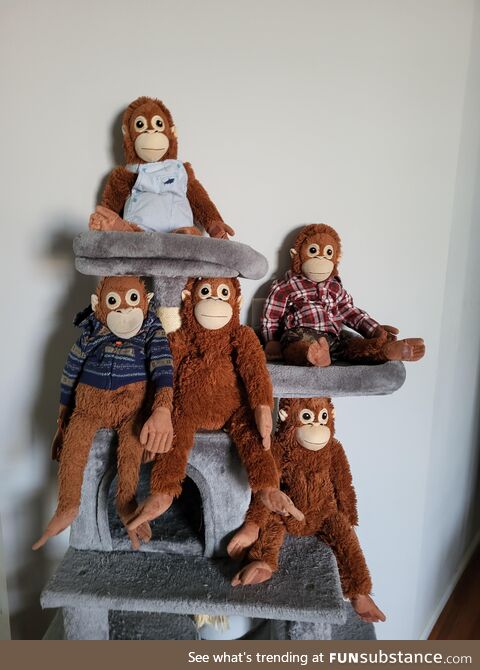 John Oliver as a orangutan with friends