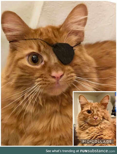 I made my cat an eyepatch and he rocked it