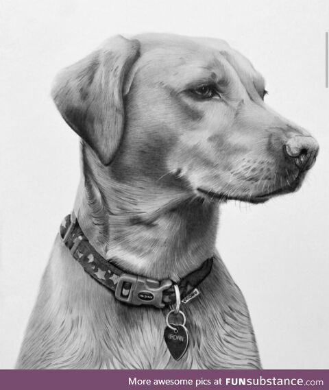 My Recent pencil portrait of a labra dog For my client