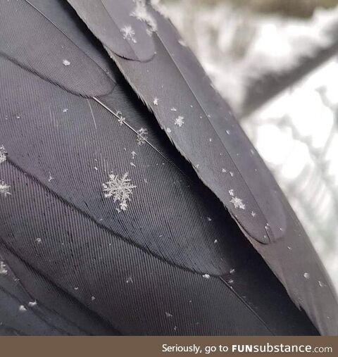 Snowflake on a crow's wing