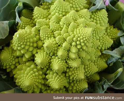 My favorite vegetable, fractal broccoli!