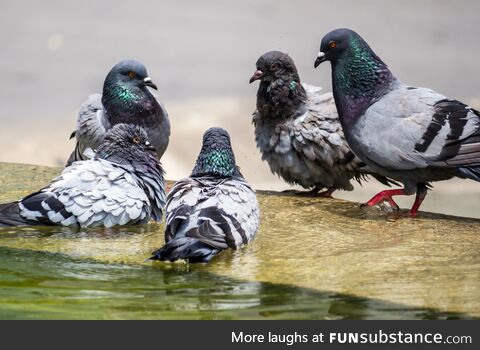 The council of pigeons is plotting it's next move