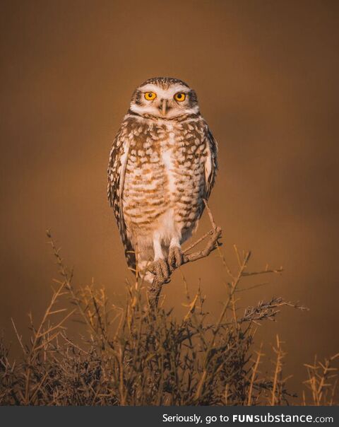 This owl was nice enough to look my way when I was taking its picture